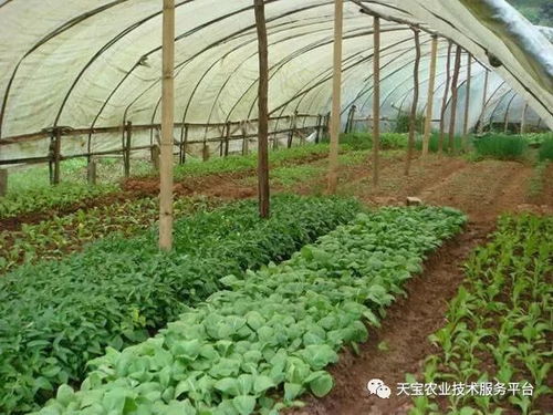 大棚排濕這樣做是錯誤的