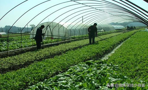 蔬菜大棚冬季通風(fēng)技巧 農(nóng)民需注意的五個關(guān)鍵點(diǎn)