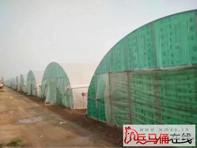 高陵西安首屆農(nóng)民節(jié)倒計時4天 根林大棚蔬菜專業(yè)合作社邀您共赴綠色盛宴