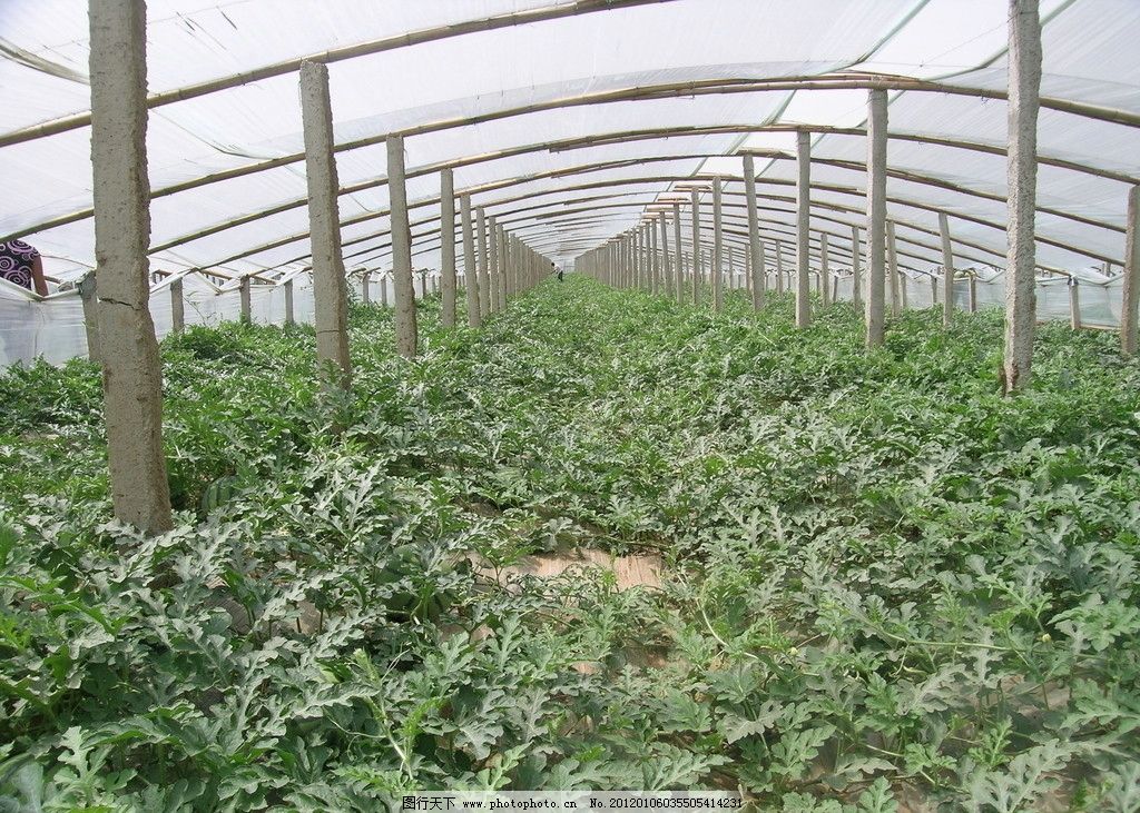 大棚西瓜與大棚 現代農業的雙贏之道