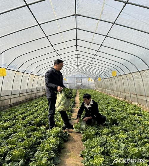 這些菜價翻倍？大棚里藏著農民的新金礦
