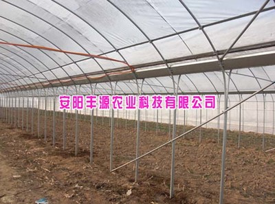 安陽(yáng)豐源農(nóng)業(yè) 連棟大棚廠家的創(chuàng)新技術(shù)與產(chǎn)品展示