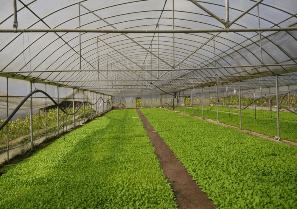 冬季大棚蔬菜管理要點(diǎn) 保溫、控濕與健康栽培